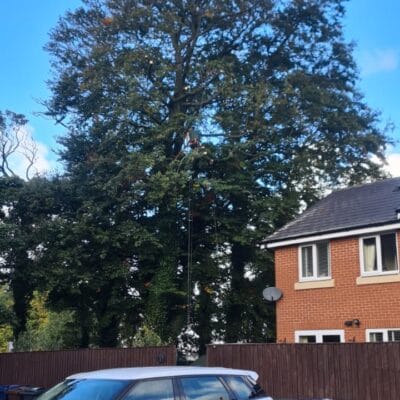 Beech Tree 1