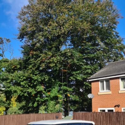 Beech Tree 2