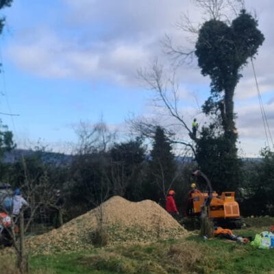 Clearing Leaf Ash 5