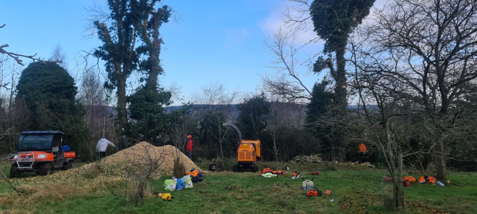 Removal of Ash Tree due to Ash dieback (Hymenoscyphus Fraxineus)
