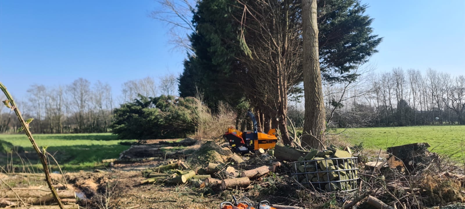 Windblown Eucalyptus Removal