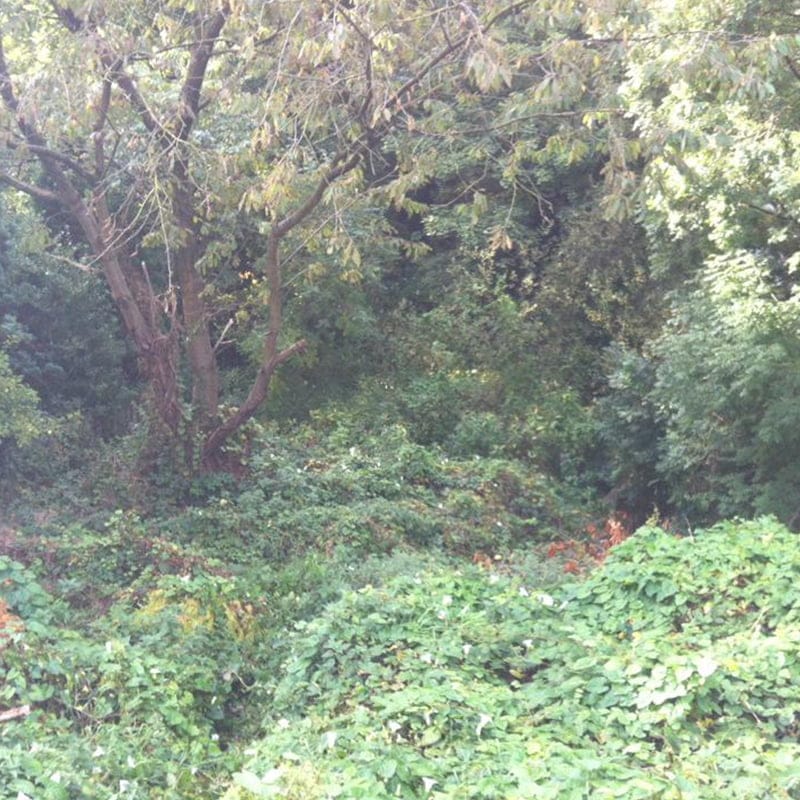 Project: Land Clearance