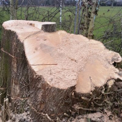 A close-up view of an exceptionally large, freshly cut tree stump showing light-colored wood and sawdust, following a professional tree removal project by Highfield Tree Care.