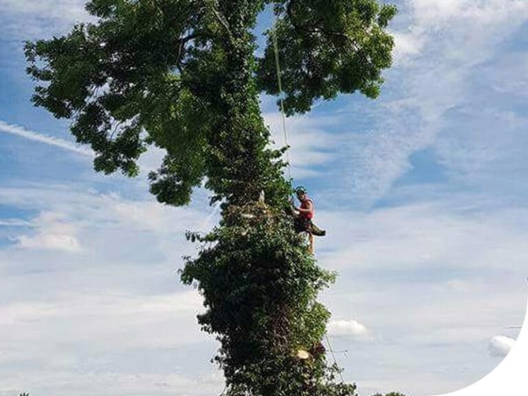 A professional tree surgeon from Highfield Tree Care securely harnessed and climbing a tall, leafy tree to perform expert pruning and dismantling services.