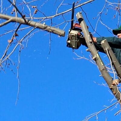 Pruning Banner
