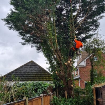 Professional dismantling services