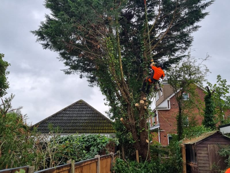 Professional dismantling services