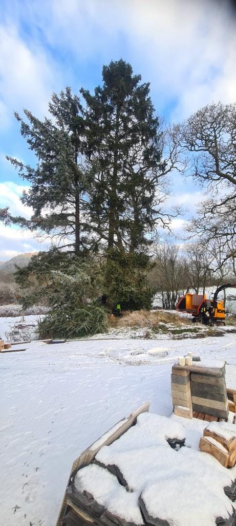 Pine Tree Removals