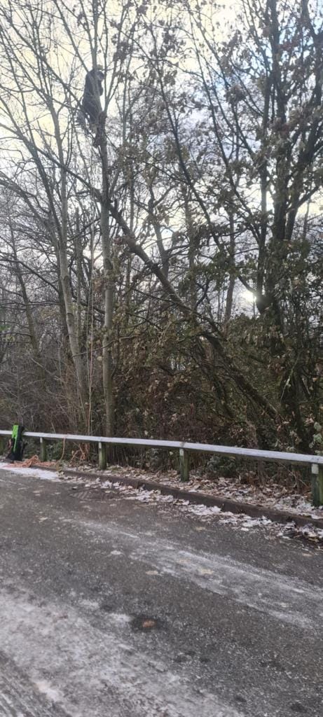 Removing Dead Trees Near Wigan