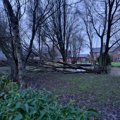 Damaged Tree 3