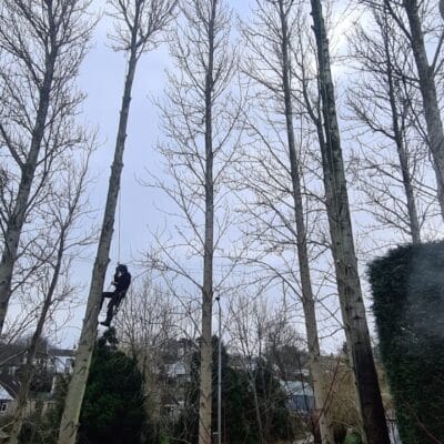 Poplar 5