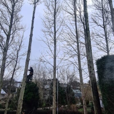 Poplar 6