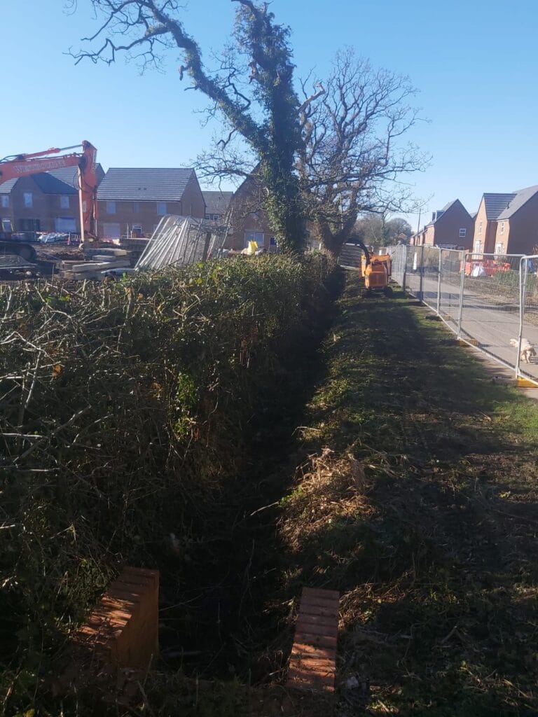 Hedge Cutting 12