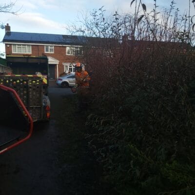 Hedge Cutting 4