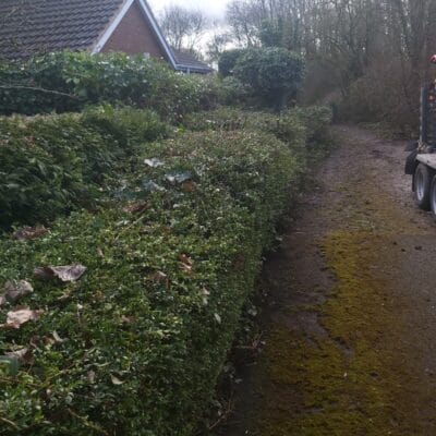 Hedge Cutting