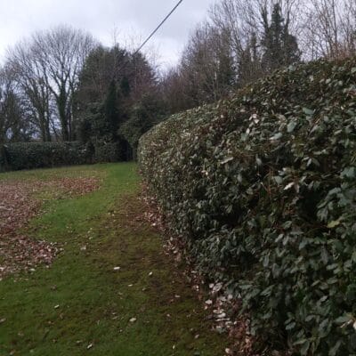 Hedge Cutting 5