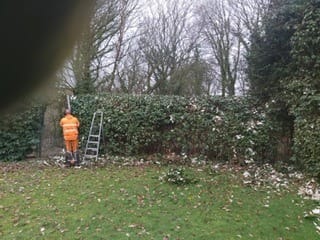 Hedge Cutting 6