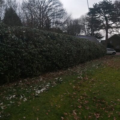 Hedge Cutting 7