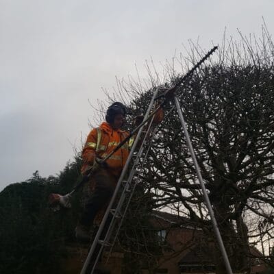 Hedge Cutting 8