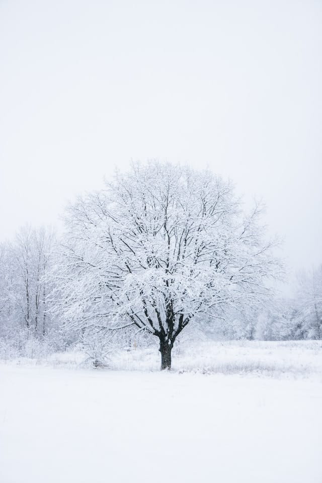 How to Keep Your Trees & Shrubs Healthy in Winter