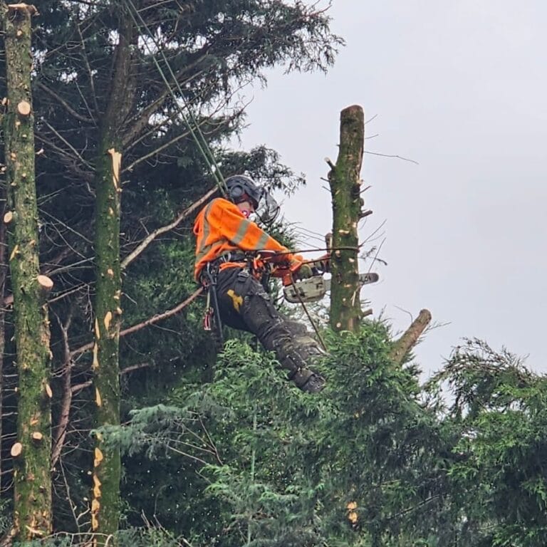 Conifer Reduction Leyland 1