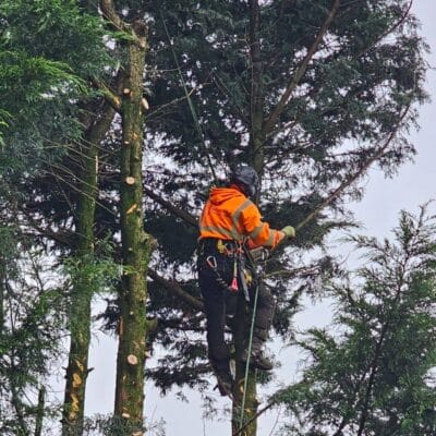 Conifer Reduction Leyland 2