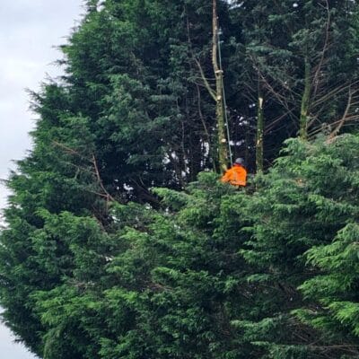 Conifer Reduction Leyland 3