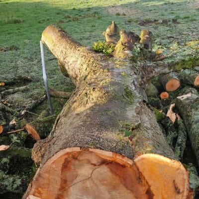 Tree Removal Lancaster 1