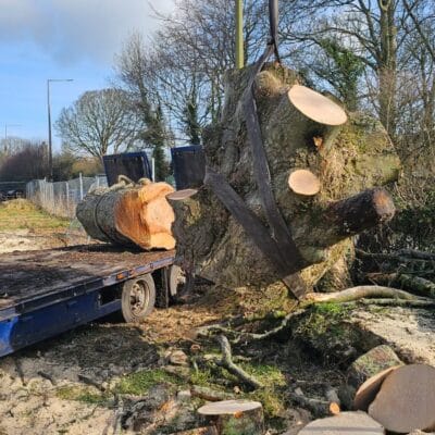 Tree Removal Lancaster 4