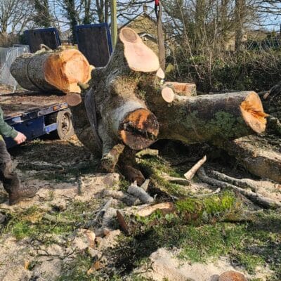 Tree Removal Lancaster 5
