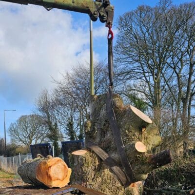 Tree Removal Lancaster 6
