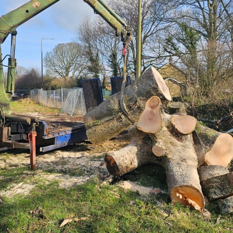 A mechanical crane arm lifts a massive, multi-branched tree trunk onto a flatbed trailer after a dangerous tree removal project.