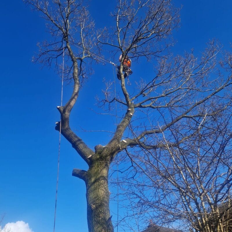 Safe Oak Tree Removal 2