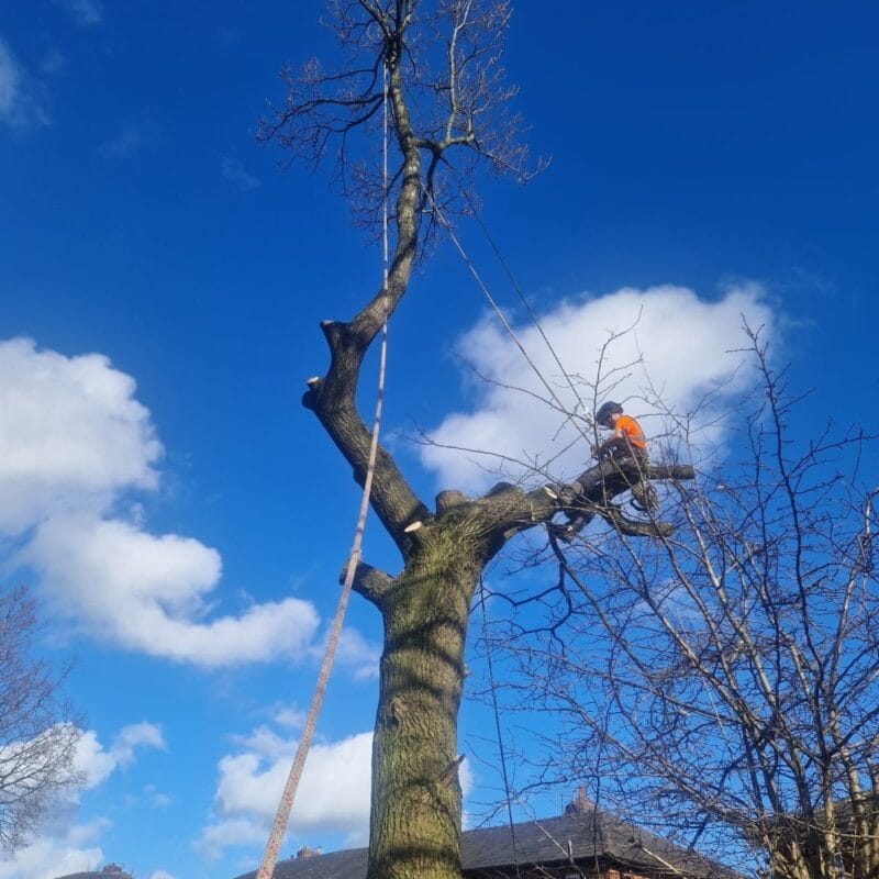 Safe Oak Tree Removal 4