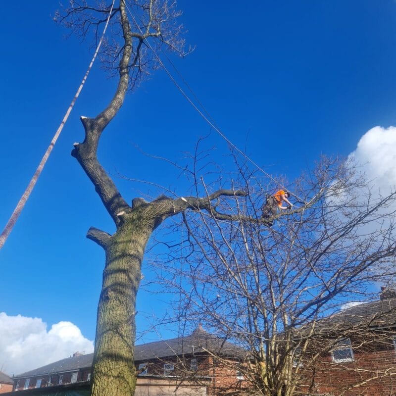 Safe Oak Tree Removal 5