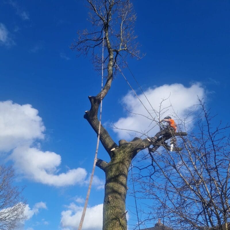 Safe Oak Tree Removal 6