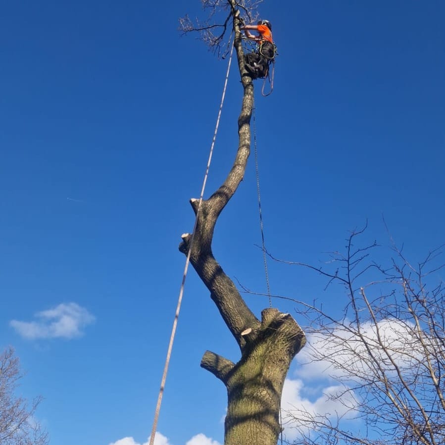 Safe Oak Tree Removal in Burnley, Lancashire!