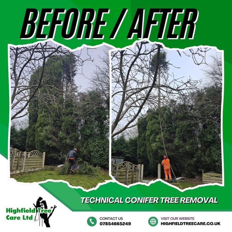 Technical Conifer Tree Removal