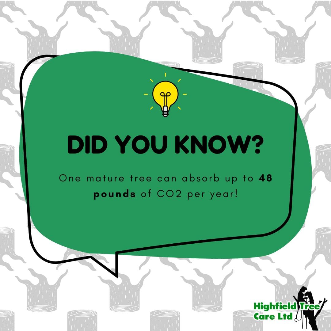 Did You Know
