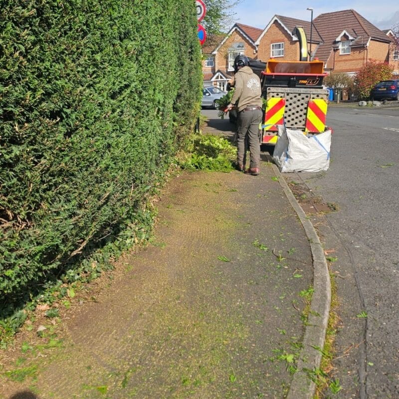 Expert Hedge Trimming Services 1