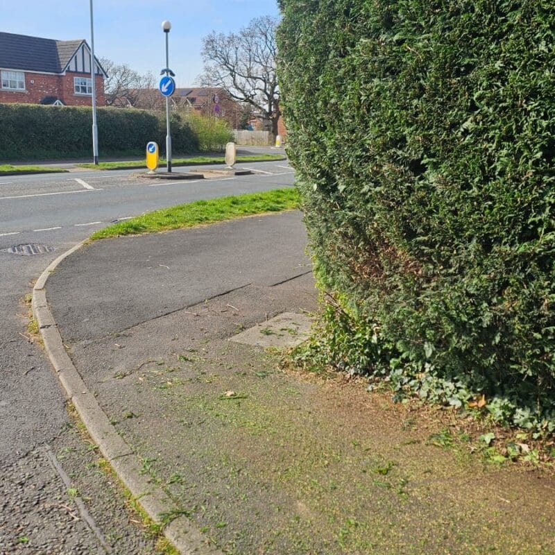 Expert Hedge Trimming Services 2