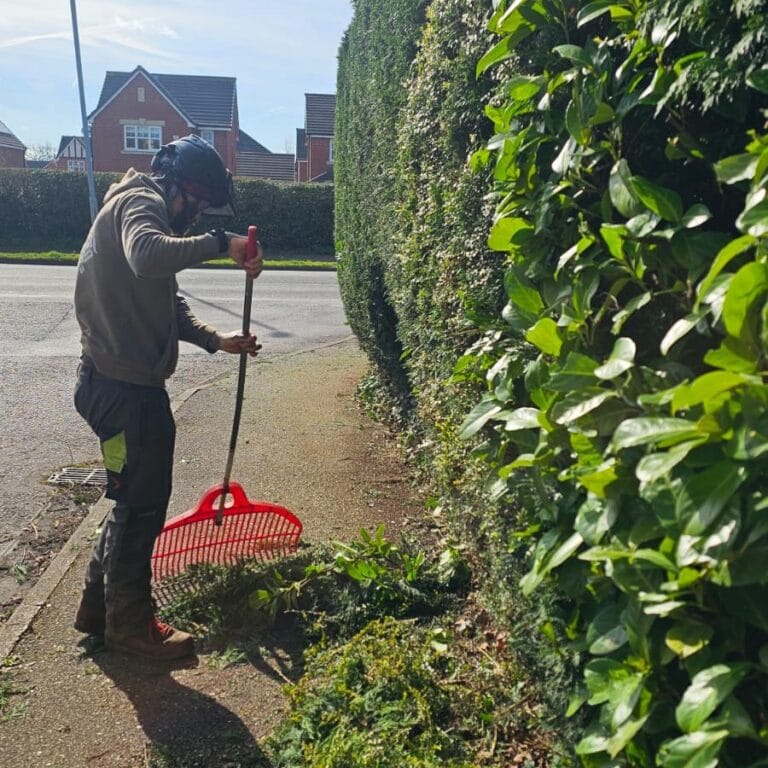 Expert Hedge Trimming Services 3