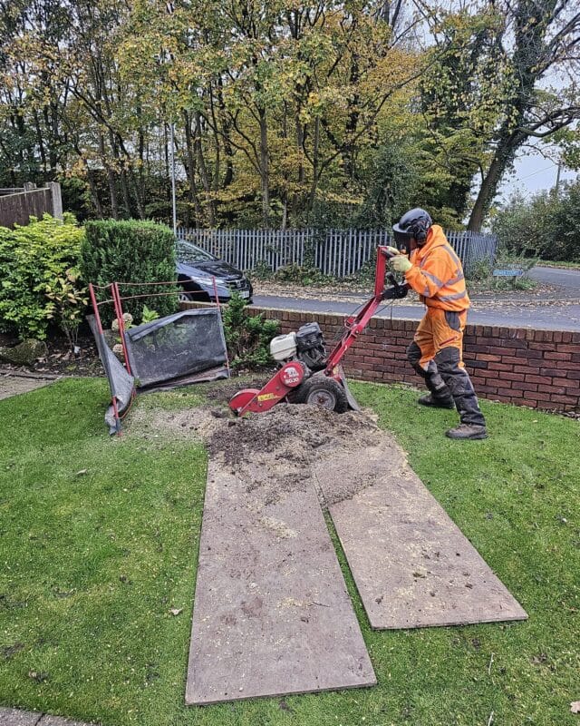 A Highfield Tree Care arborist in full orange safety gear using a pedestrian stump grinder on a residential lawn in Longmeanygate, Leyland, as part of a garden clearance project.