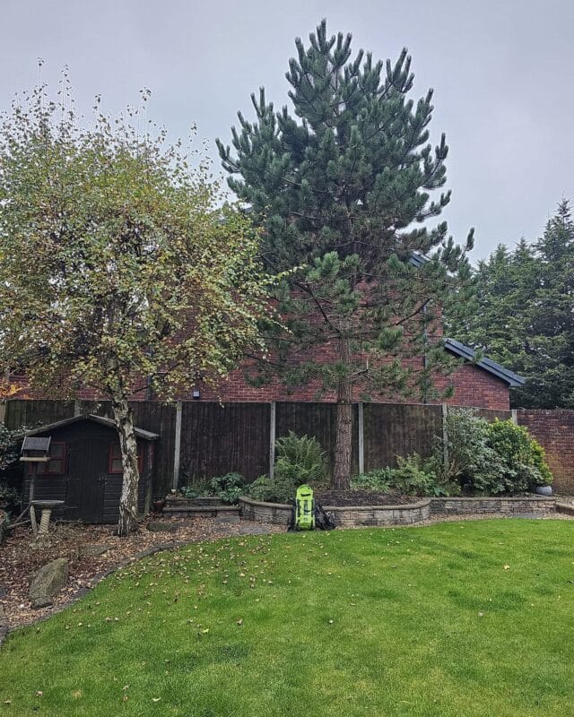 A tall, mature pine tree dominating a residential backyard in Longmeanygate, Leyland, illustrating a major tree removal project by Highfield Tree Care to reclaim garden space.
