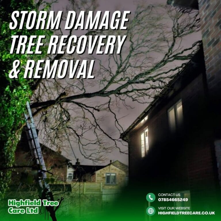 Tree Storm Damage