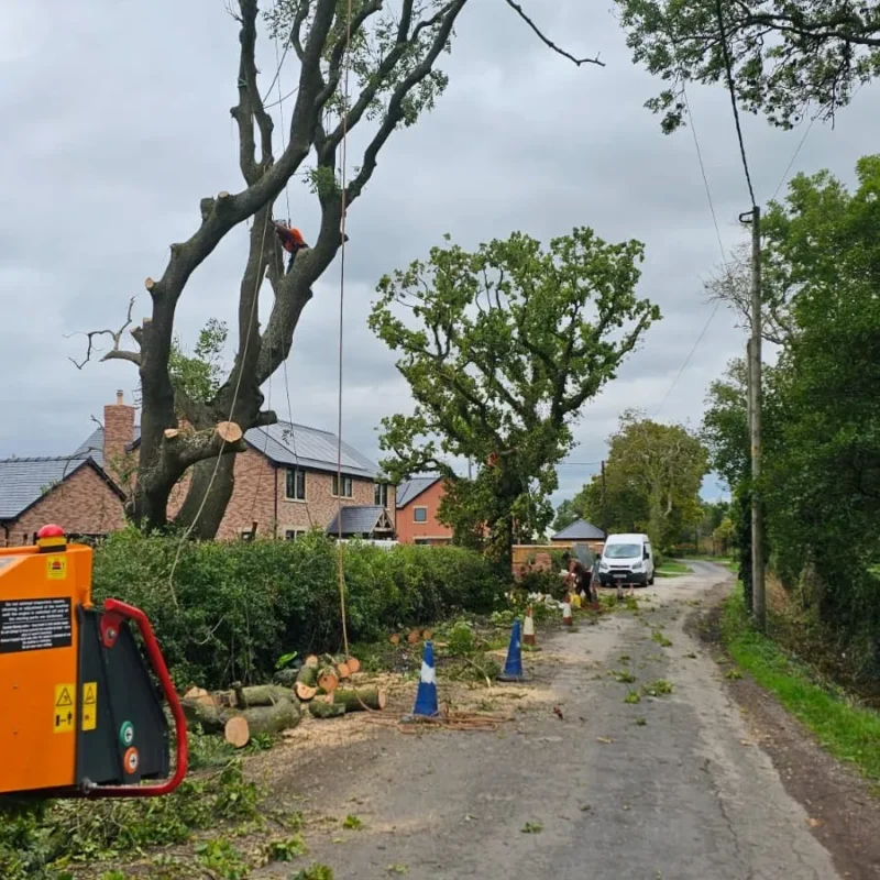Longton Ash Removal Reduction 1