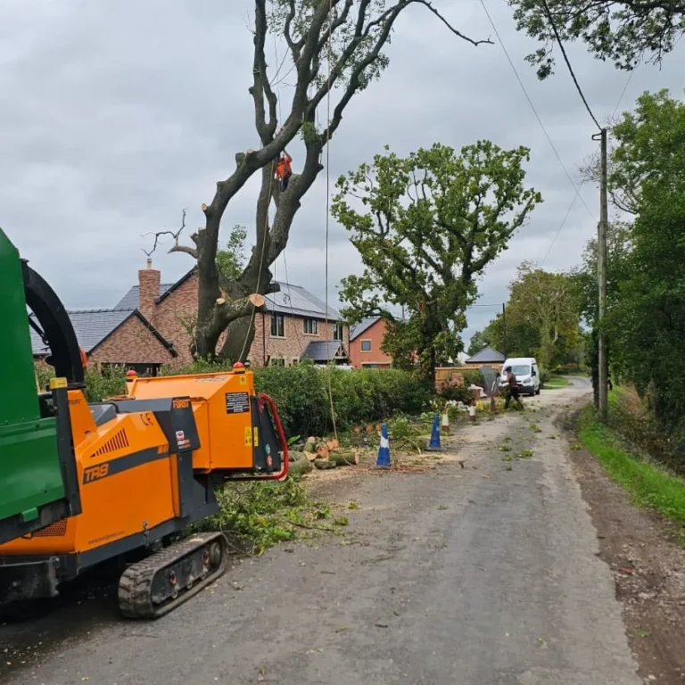Longton Ash Removal Reduction 2