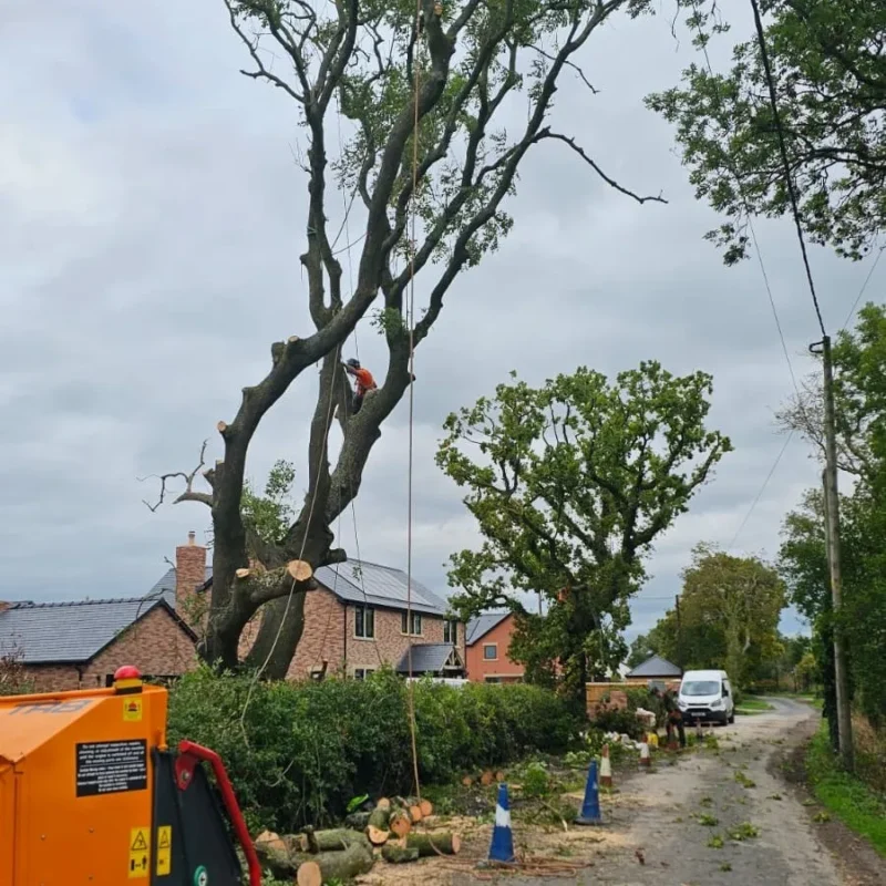 Longton Ash Removal Reduction 3