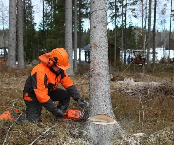 What Qualifications Should You Look for from a Tree Surgeon?