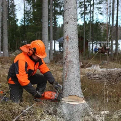 Arborist in orange safety gear and helmet uses a chainsaw to make a precise directional undercut at the base of a tall tree during controlled tree removal and tip back.